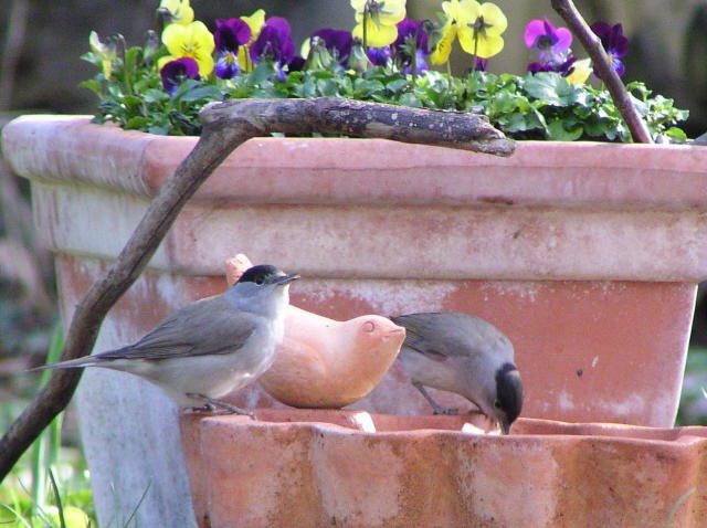 �Y�O�����V�N�C�́�