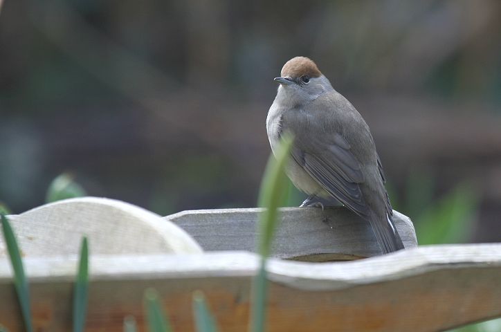 �Y�O�����V�N�C�́�