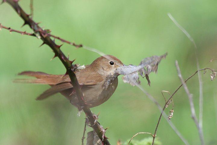 �i�C�`���Q�[���́�