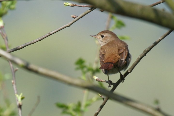 �i�C�`���Q�[���́�