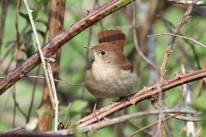 �i�C�`���Q�[���́�