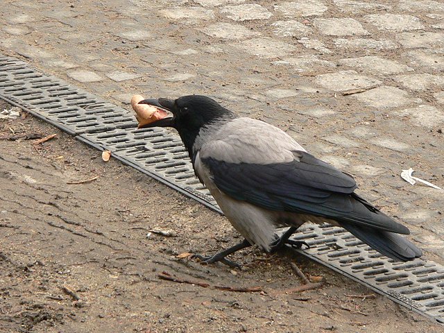 �Y�L���K���X