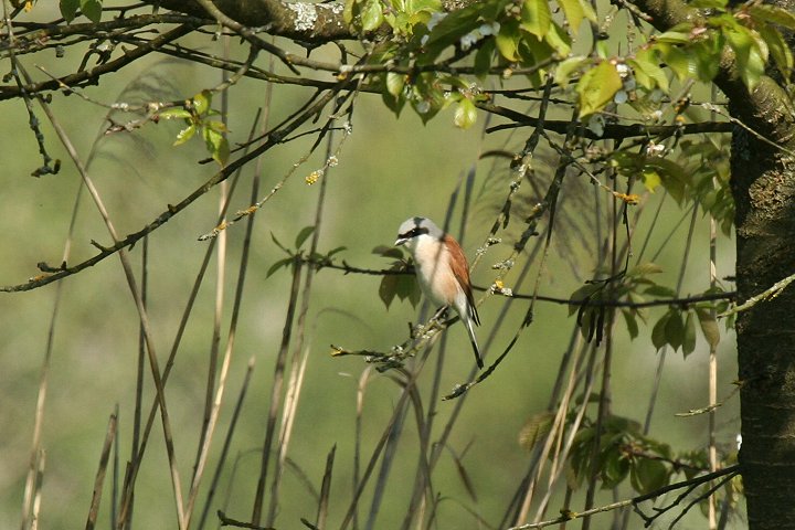 �Z�A�J���Y�́�