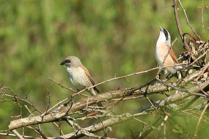 �Z�A�J���Y�́��i���j�Ɓ��i�E�j