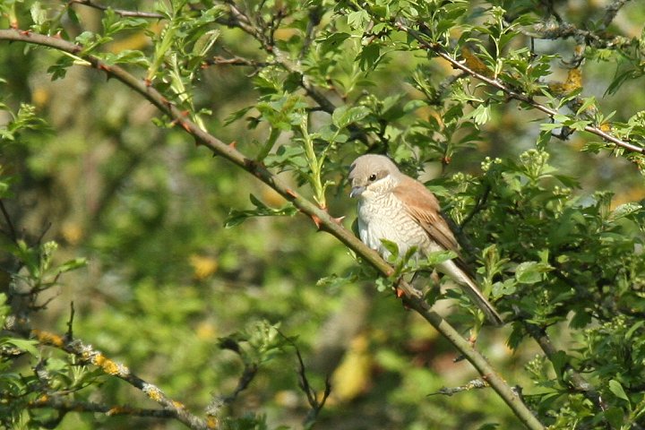 �Z�A�J���Y�́�