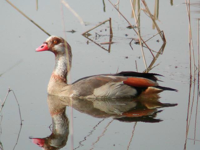 �G�W�v�g�K��