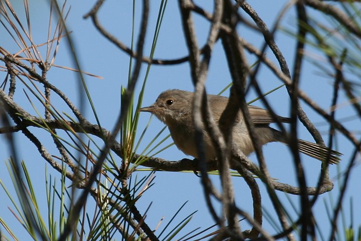 �I���[�u�E�^���V�N�C