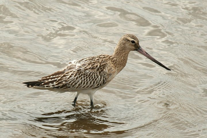 �I�I�\���n�V�V�M