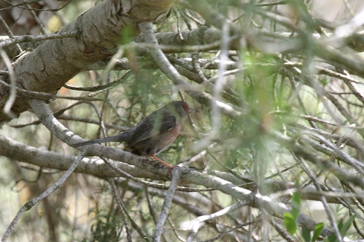 �I�i�K���V�N�C