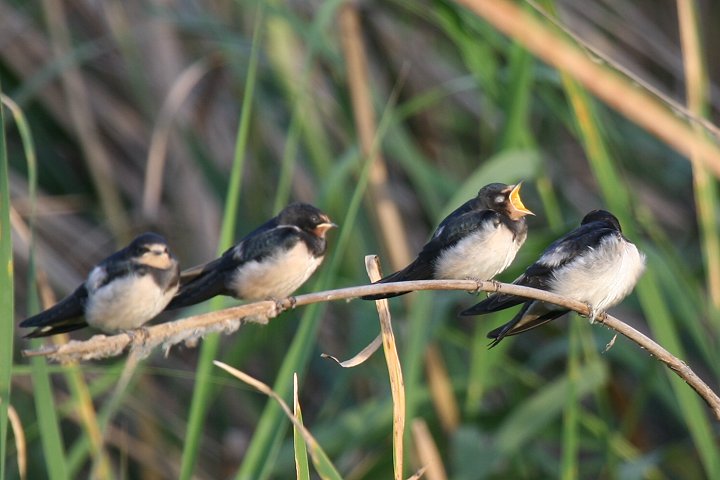 �c�o���̗c��