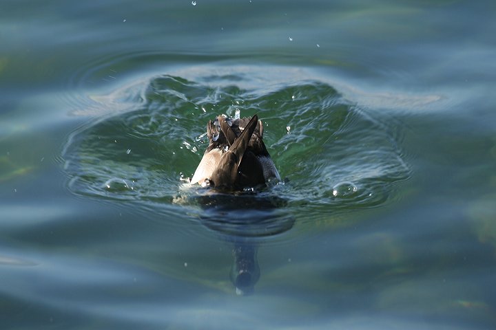 �L���N���n�W���̃I�X