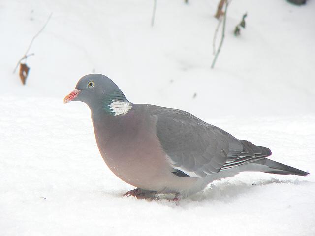 �����o�g