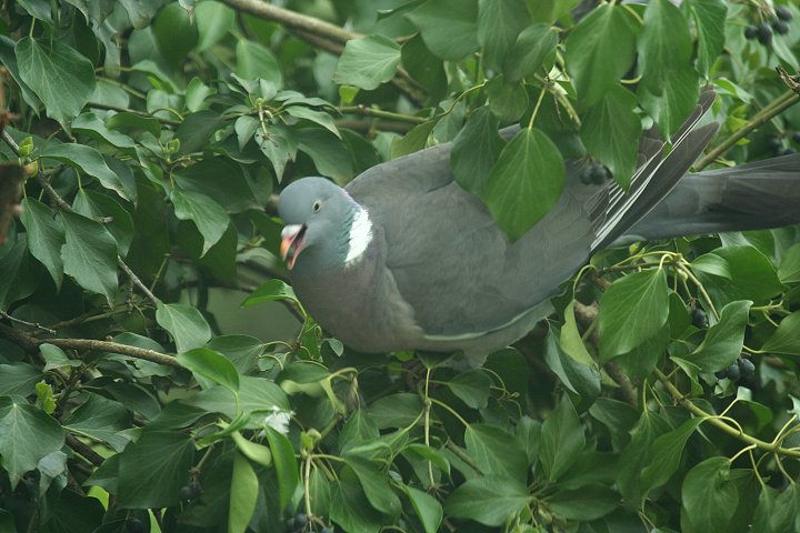 �����o�g