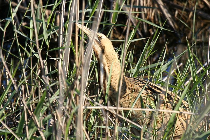 �T���J�m�S�C