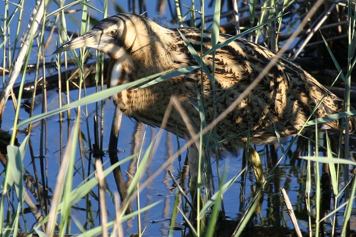 �T���J�m�S�C