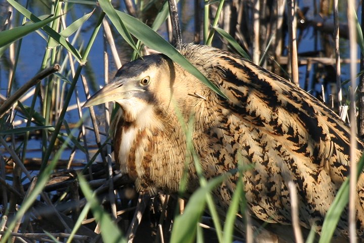 �T���J�m�S�C