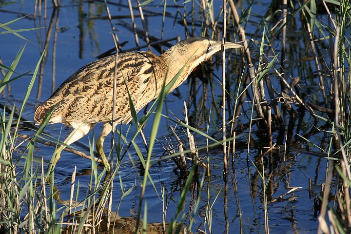 �T���J�m�S�C