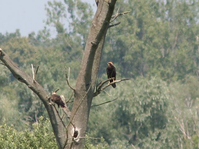 �`���E�q�̗c��