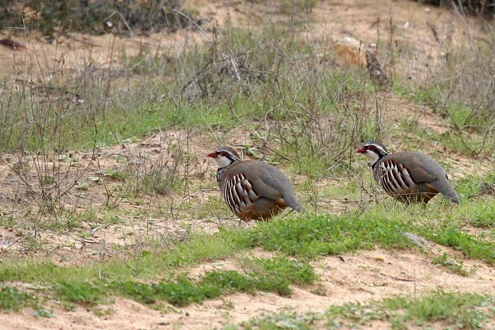 �A�J�A�V�C���V���R