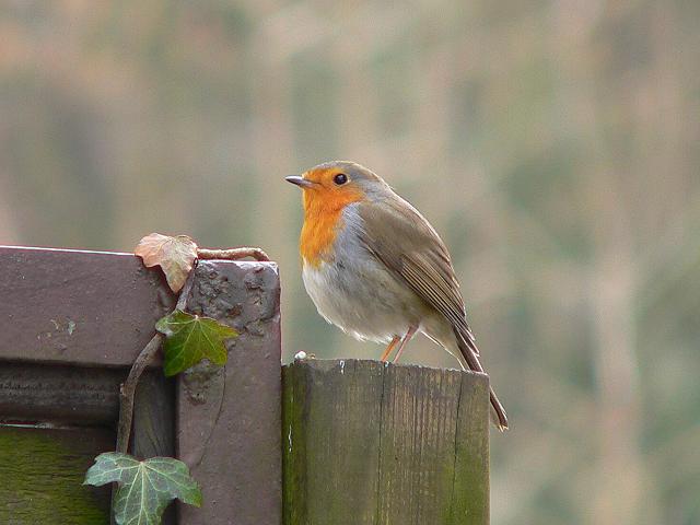 ���[���b�p�R�}�h���i�����j