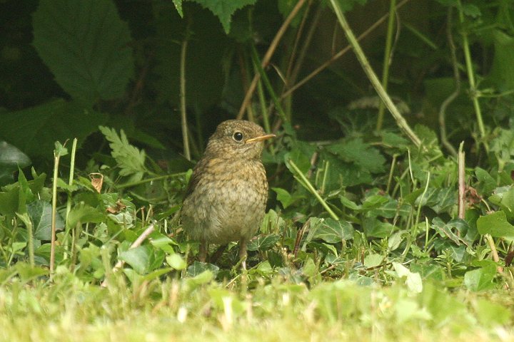 ���[���b�p�R�}�h���i�c���j