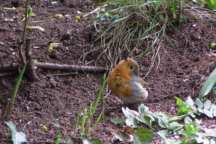 �Њd�����郈�[���b�p�R�}�h��