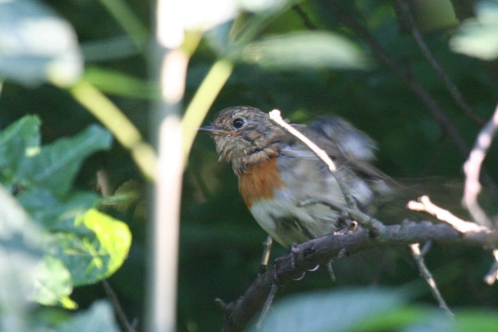 ���[���b�p�R�}�h���i�c���H���犷�H���j