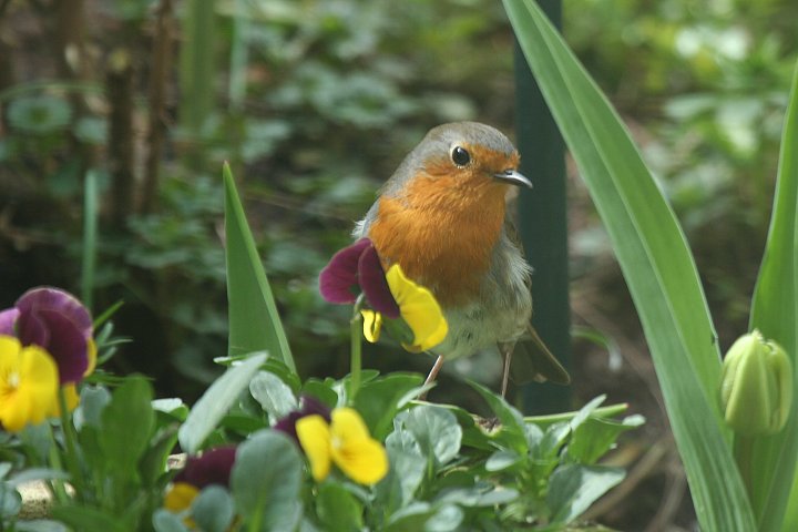 ���[���b�p�R�}�h��