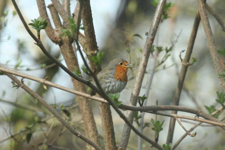 ���[���b�p�R�}�h���i�����j