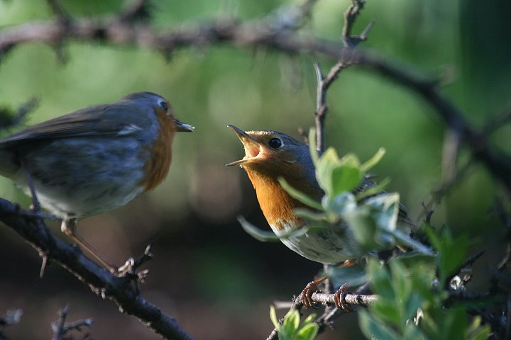 ���[���b�p�R�}�h���̋������a