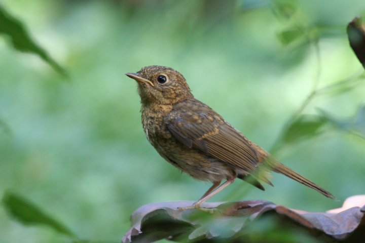 ���[���b�p�R�}�h���i�c���j