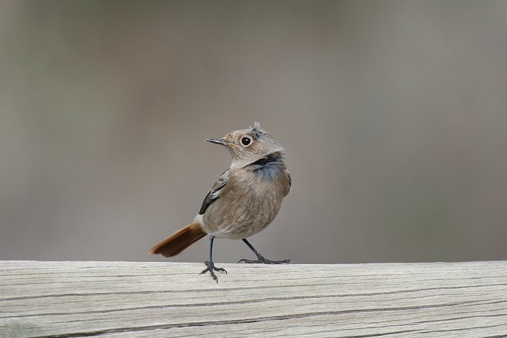 �N���W���E�r�^�L�i�������j