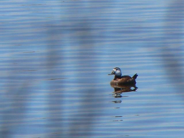 �J�I�W���I�^�e�K��