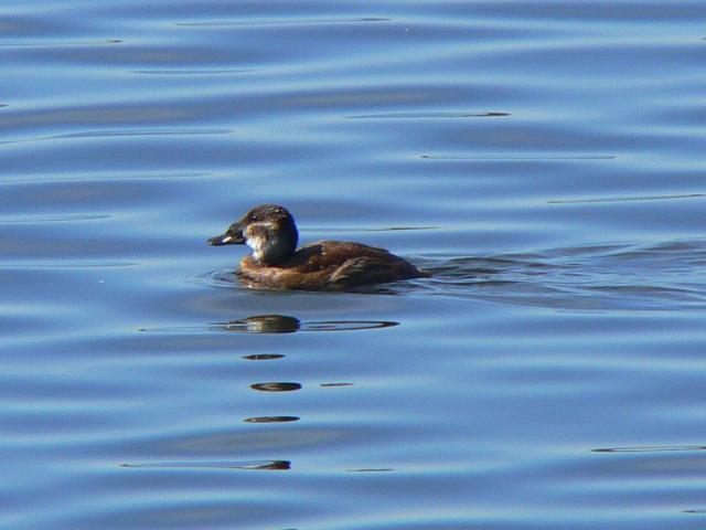 �J�I�W���I�^�e�K���̗c��