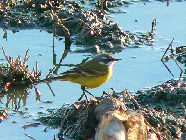 �c���i�K�Z�L���C�̃C�x���A��������