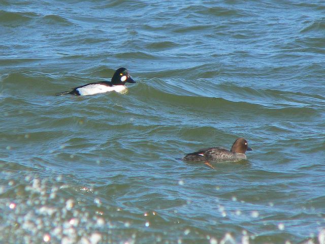 �z�I�W���K�����Ɓ�