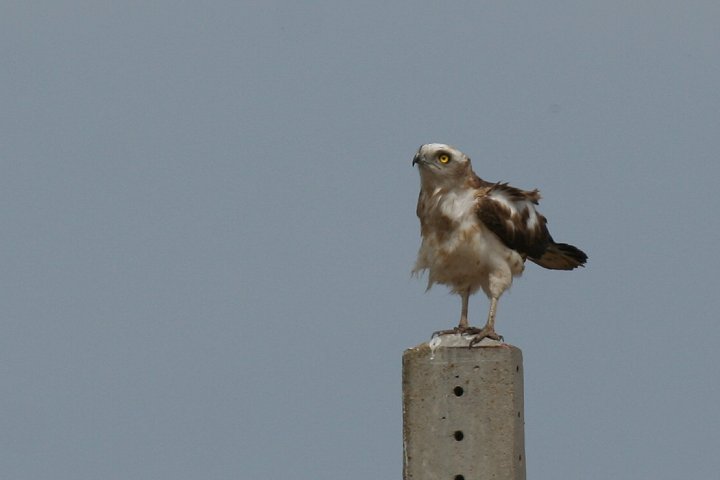 �`���E�q���V�i�c���H�j