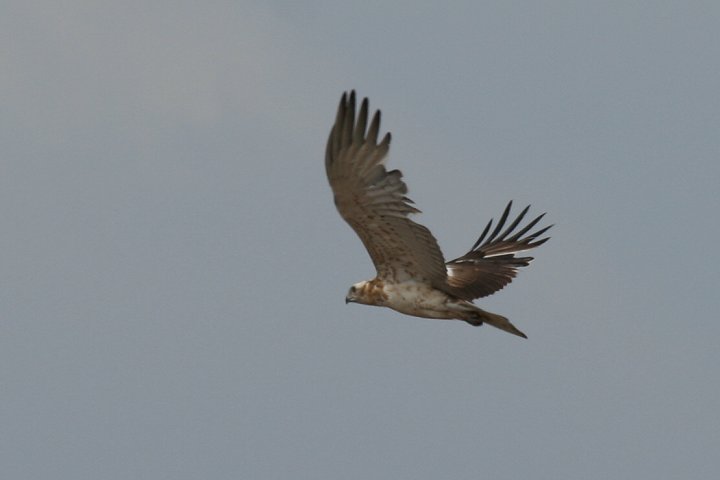 �`���E�q���V�i�c���H�j