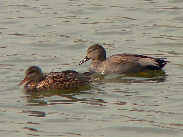 �I�J���V�K��