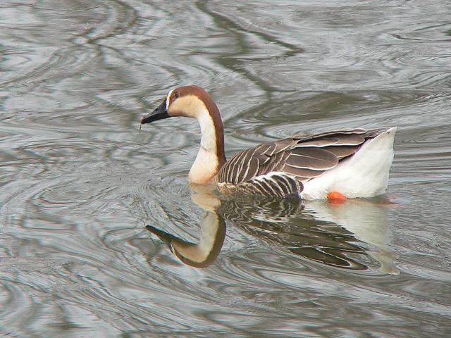 �T�J�c���K��