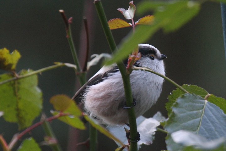 �G�i�K�i���� <I>europaeus</I> �j