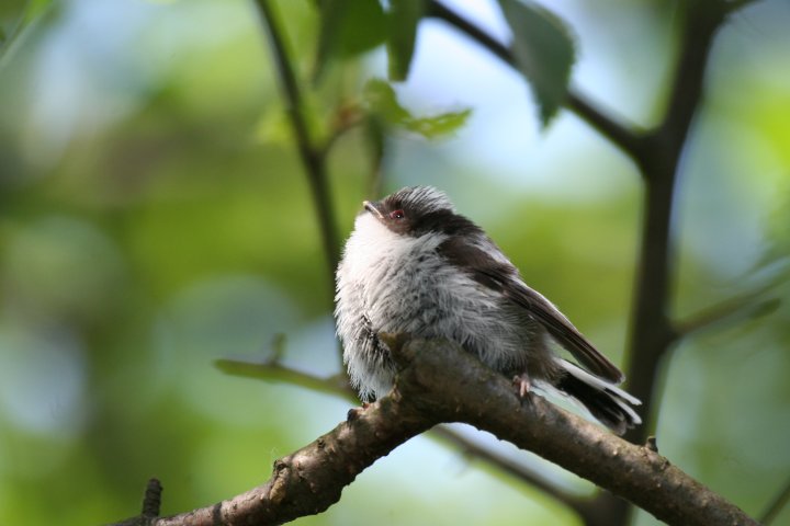 �G�i�K�̗c��