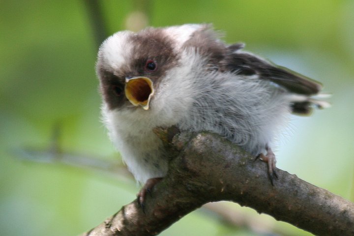 �G�i�K�̗c��