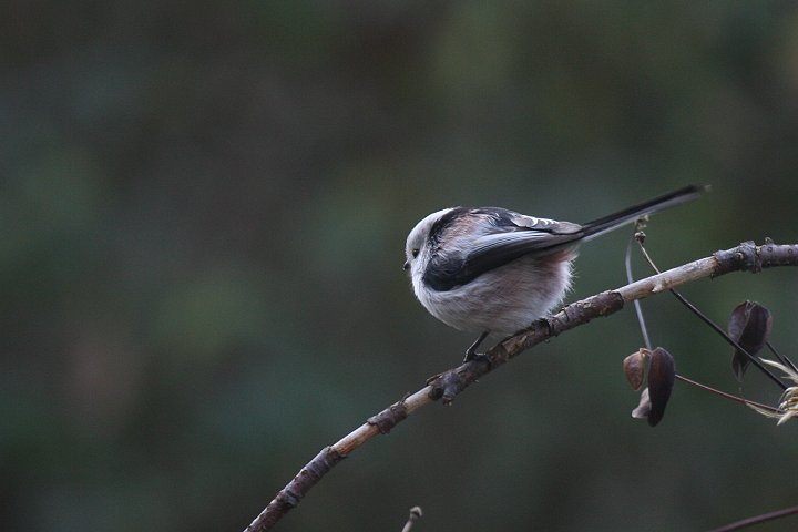 �G�i�K�i����caudatus�j