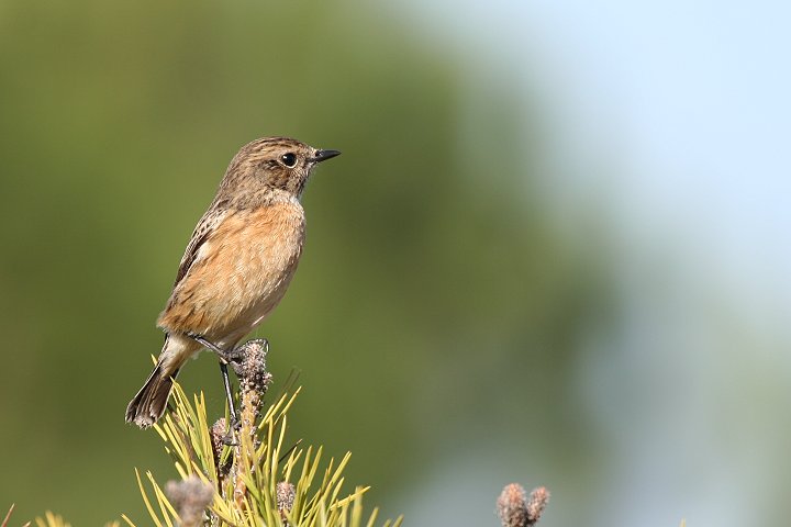 �m�r�^�L�́�