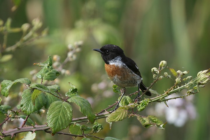 �m�r�^�L�́�