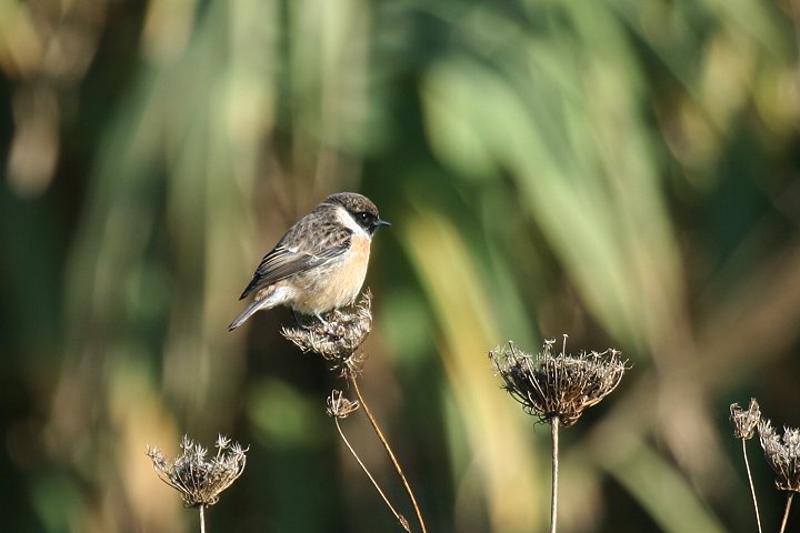 �m�r�^�L�̃I�X