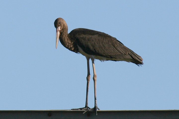 �i�x�R�E�i�ᒹ�j