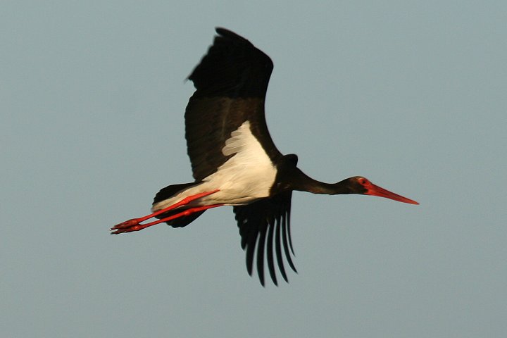 �i�x�R�E�i�����j