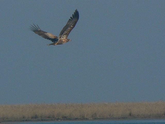 �I�W�����V